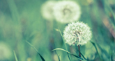 Dandelion flowers in field. Image analysis software can analyze pollen particles and other allergens when viewed under a microscope
